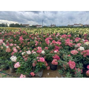 Hortenzia metlinatá (Hydrangea paniculata) ´VANILLE FRAISE´® - výška 15-25 cm, kont. C3L